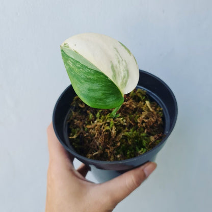 Scindapsus Rubicon White Variegated Tropical Plants KOKONATPLANT