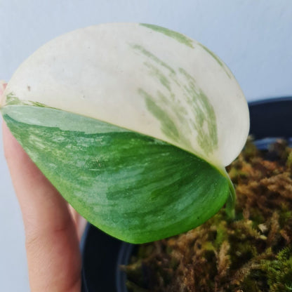 Scindapsus Rubicon White Variegated Tropical Plants KOKONATPLANT