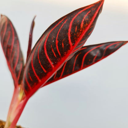 Aglaonema Red Sumatra Aglaonema Chocolate Tropical Plants KOKONATPLANT