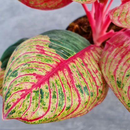 aglaonema moonlight Aglaonema Moonlight Mutation Super Red Tropical Plants KOKONATPLANT