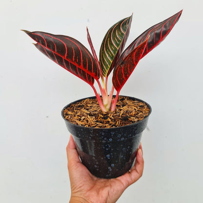 Aglaonema Red Sumatra Aglaonema Chocolate Tropical Plants KOKONATPLANT