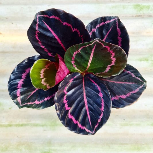 Calathea Dottie Black Lipstick Tropical Plants KOKONATPLANT