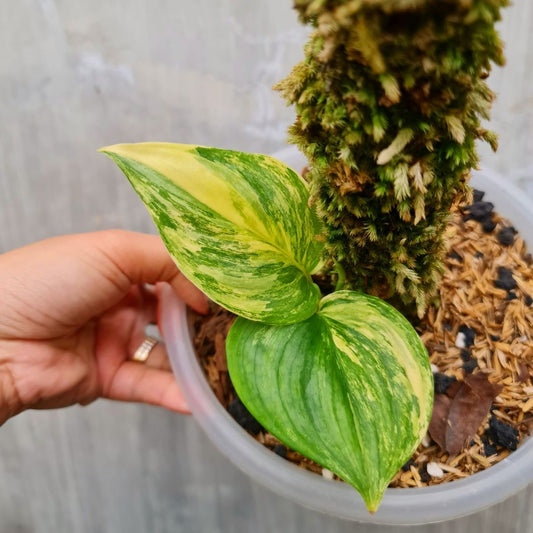 Scindapsus Rubicon Aurea Variegated Moonlight Yellow Variegated Tropical Plants KOKONATPLANT