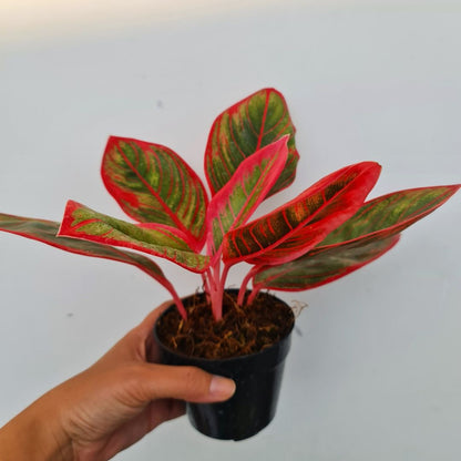 Aglaonema Khanza Tropical Plants KOKONATPLANT