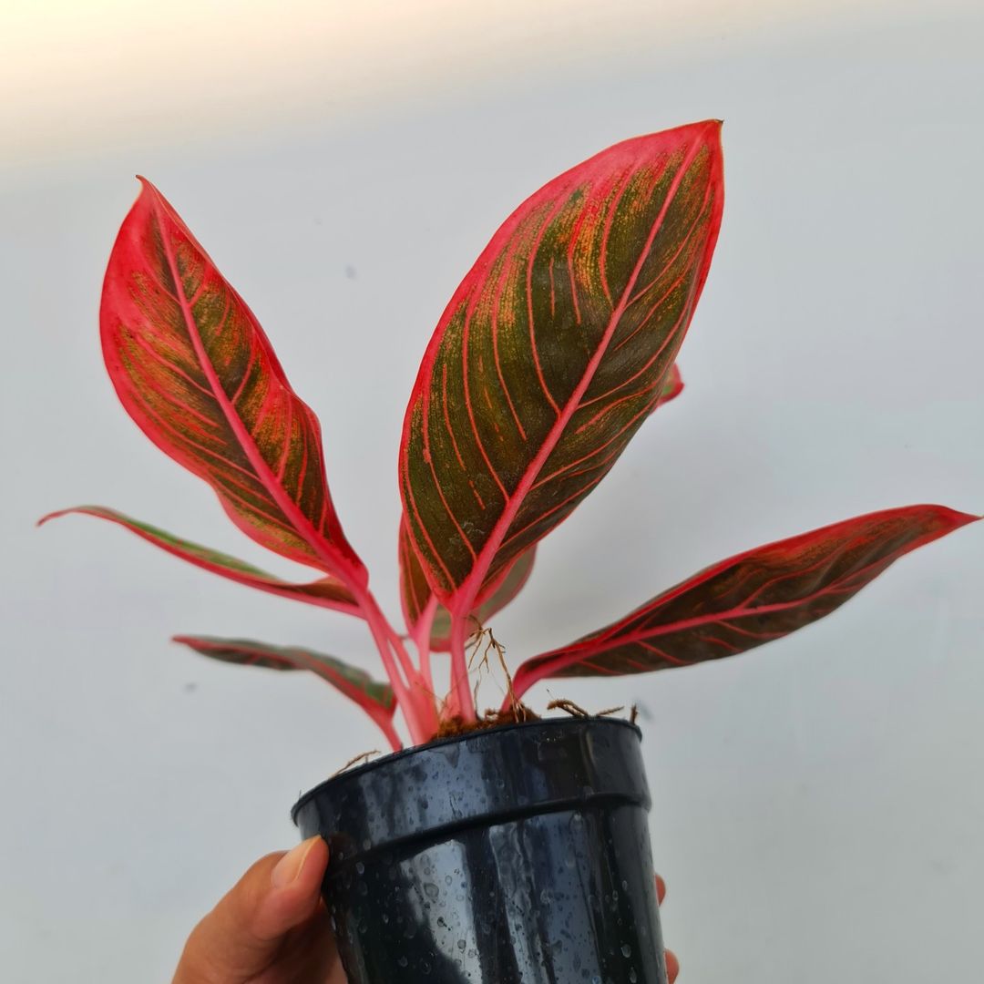 Aglaonema Khanza Tropical Plants KOKONATPLANT