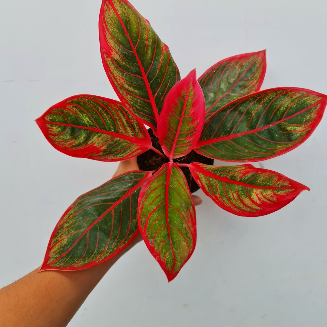 Aglaonema Khanza Tropical Plants KOKONATPLANT