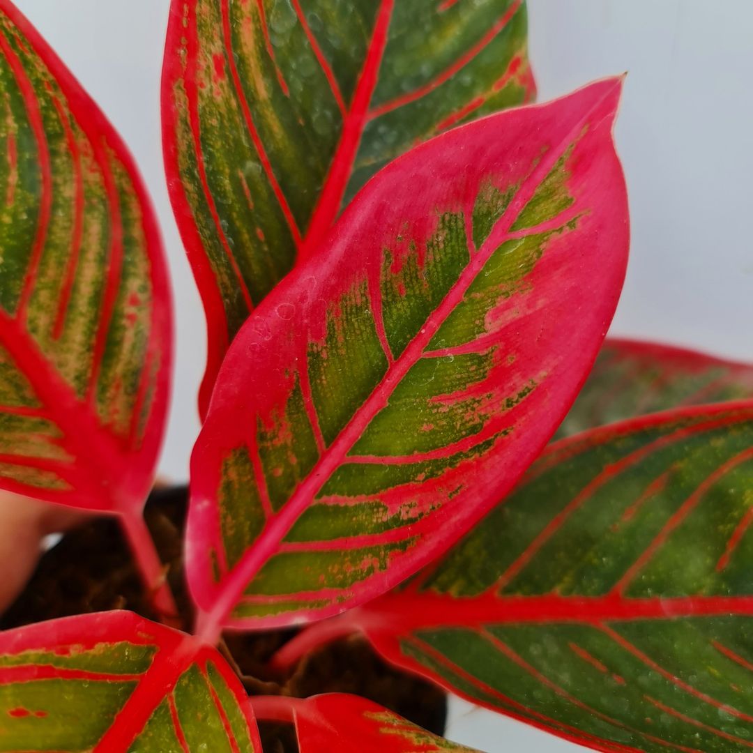 Aglaonema Khanza Tropical Plants KOKONATPLANT