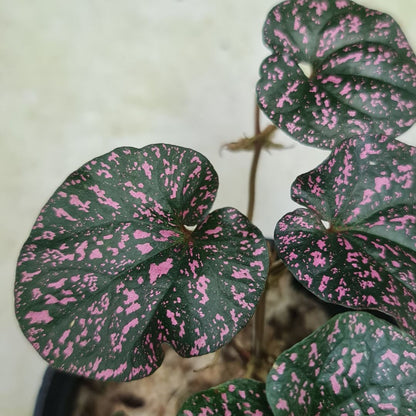 Pipper SP Papua Black Pink Tropical Plants KOKONATPLANT