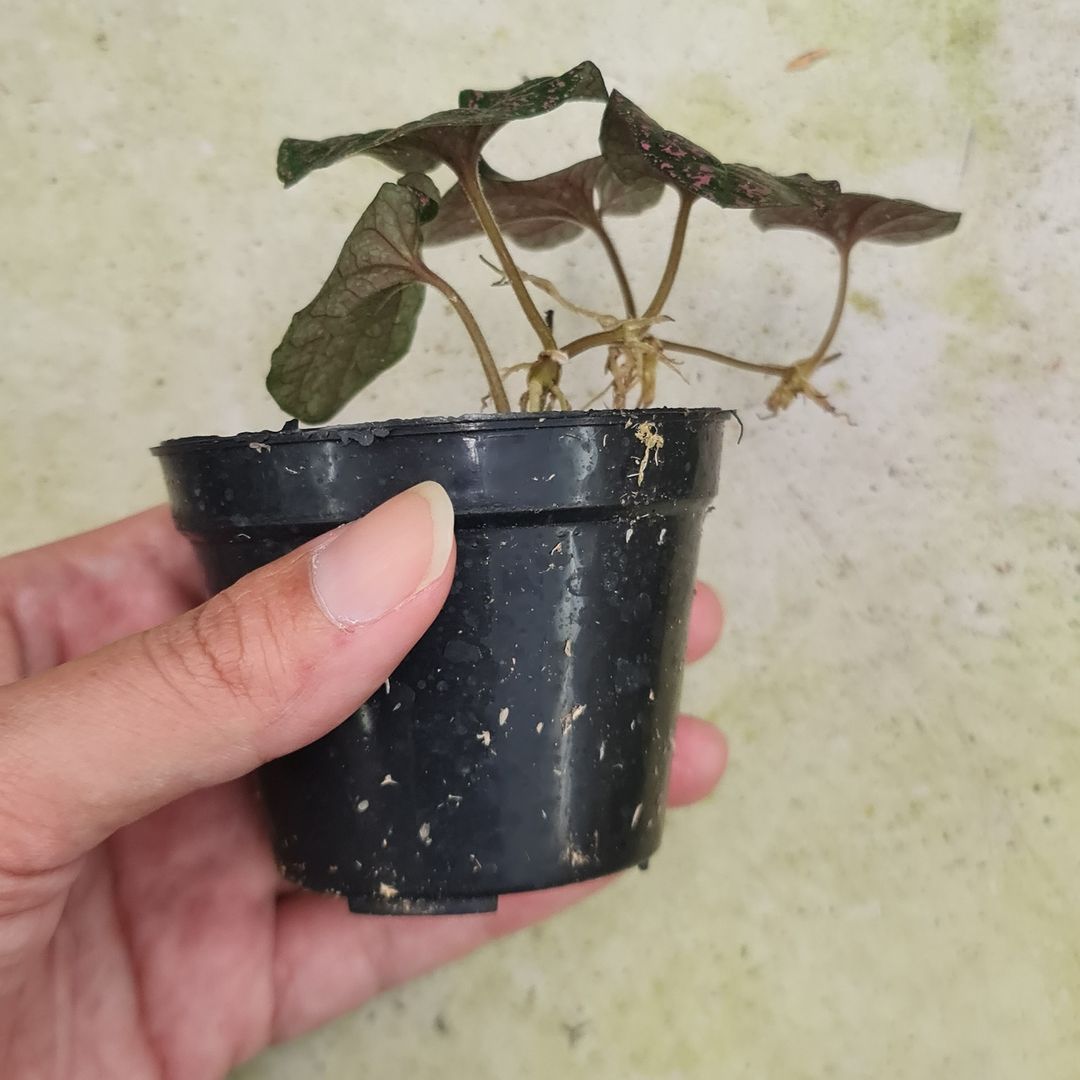 Pipper SP Papua Black Pink Tropical Plants KOKONATPLANT