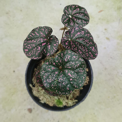 Pipper SP Papua Black Pink Tropical Plants KOKONATPLANT