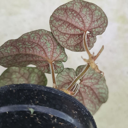 Pipper SP Papua Black Pink Tropical Plants KOKONATPLANT