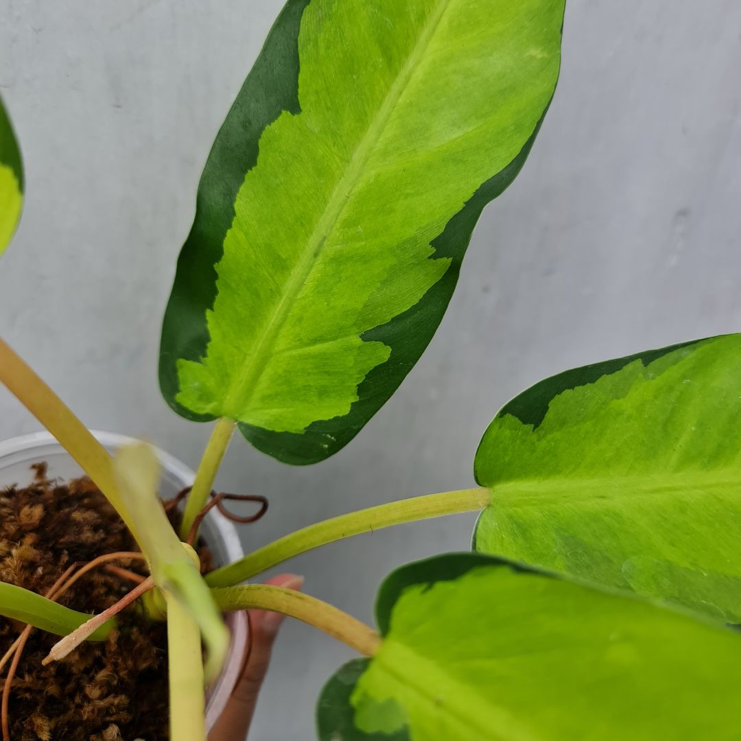 Philodendron Thai Sunrise Tropical Plants KOKONATPLANT