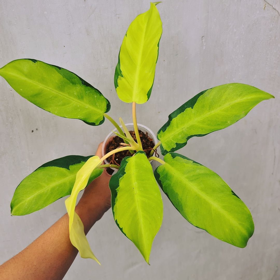 Philodendron Thai Sunrise Tropical Plants KOKONATPLANT