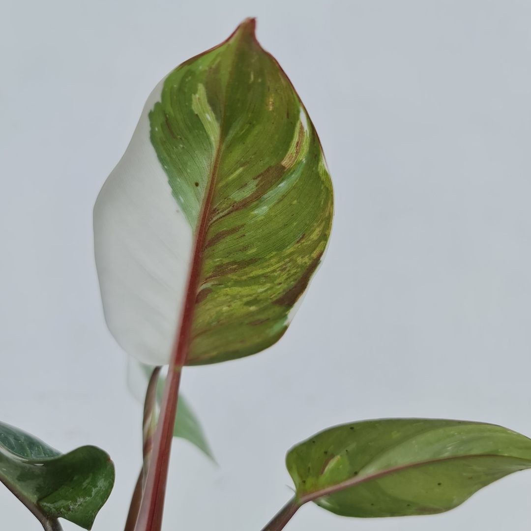 Philodendron White Knight Tropical Plants KOKONATPLANT