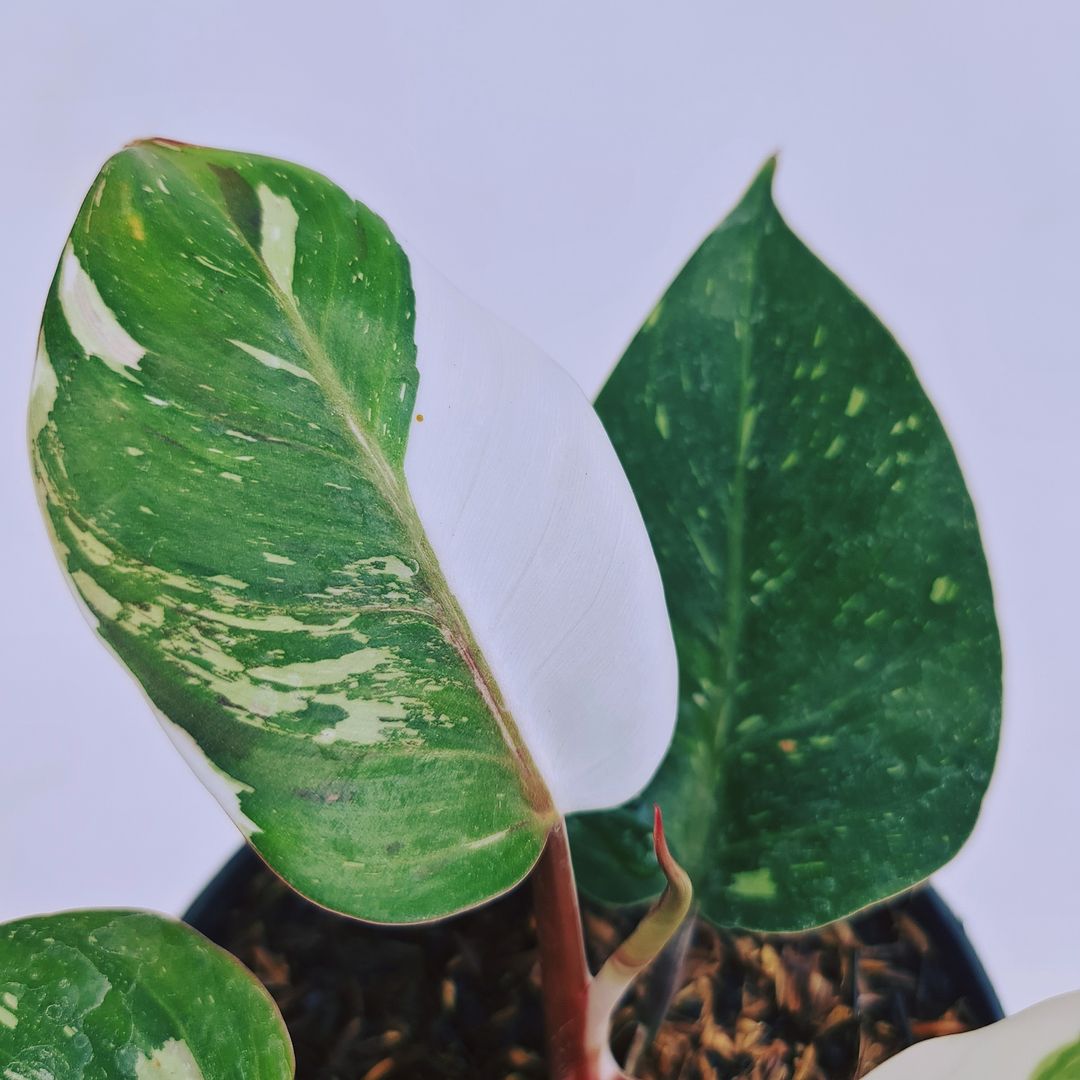 Philodendron White Knight Tropical Plants KOKONATPLANT