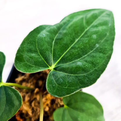 Anthurium Eterna (Long Papillilaminum X Dark Phoenix) Small KOKONATPLANT