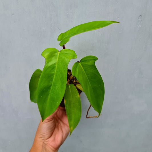 Philodendron Squami X Florida Ghost Tropical Plants KOKONATPLANT