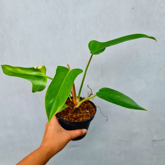 Philodendron Red Congo X Melodii Tropical Plants KOKONATPLANT