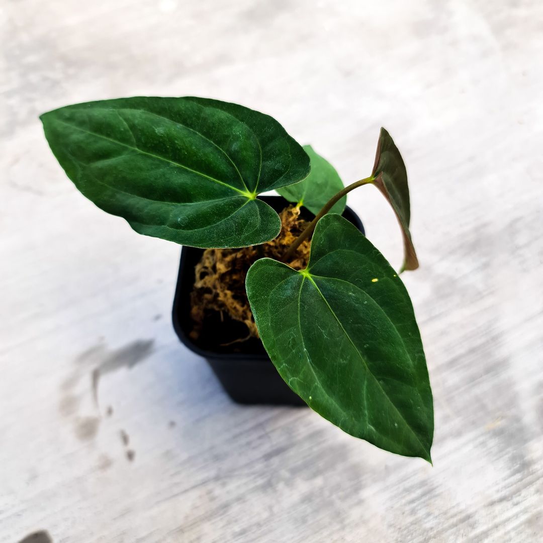 Anthurium Eterna (Long Papillilaminum X Dark Phoenix) Small KOKONATPLANT