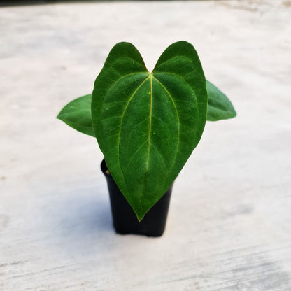 Anthurium Eterna (Long Papillilaminum X Dark Phoenix) Small KOKONATPLANT