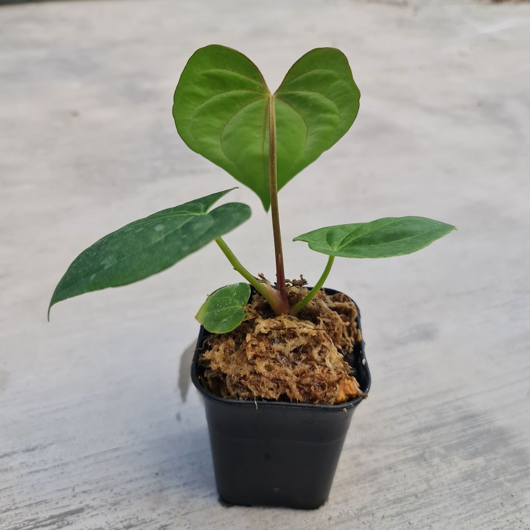 Anthurium Eterna (Long Papillilaminum X Dark Phoenix) Small KOKONATPLANT