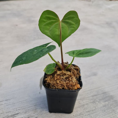 Anthurium Eterna (Long Papillilaminum X Dark Phoenix) Small KOKONATPLANT