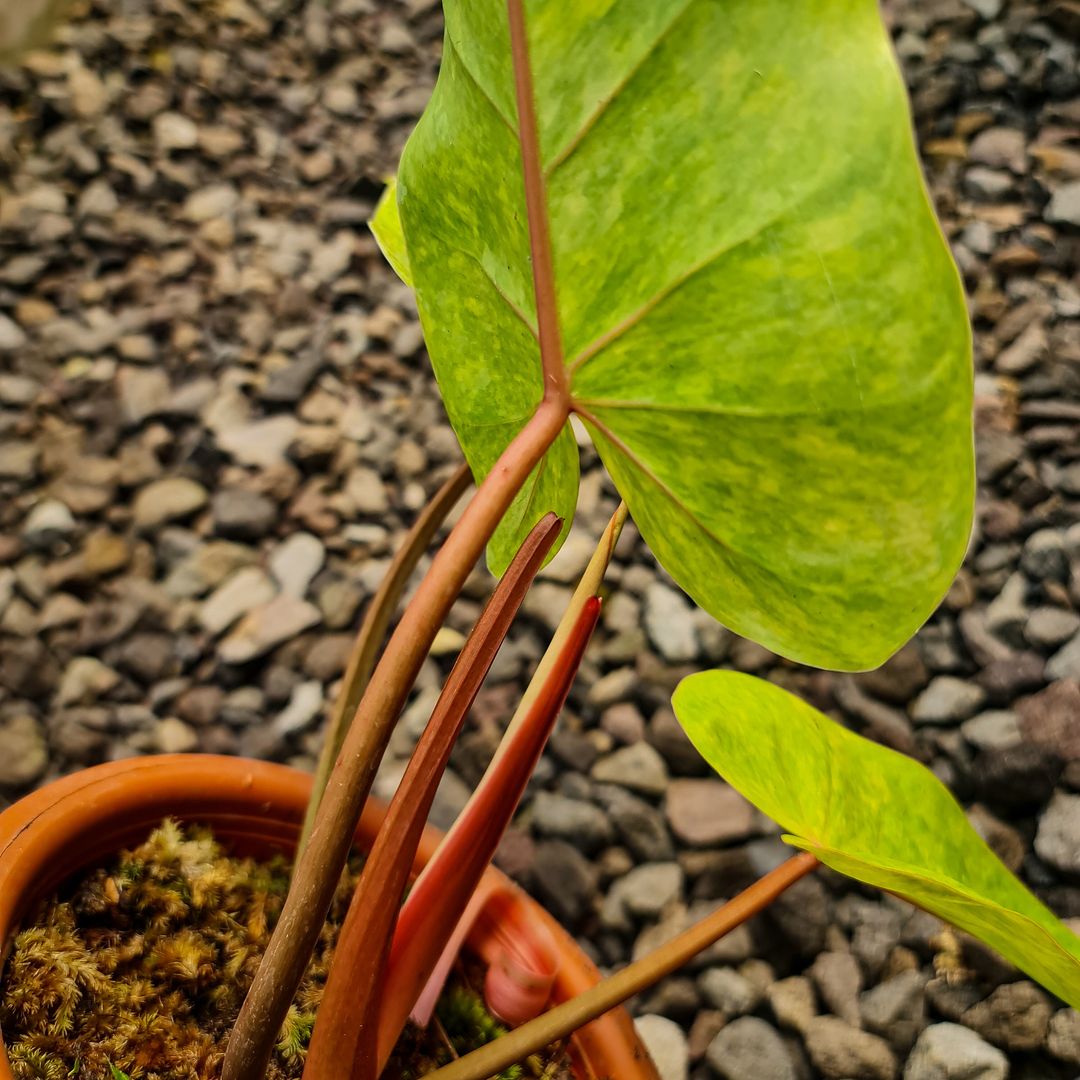 Philodendron Painted Lady Tropical Plants KOKONATPLANT