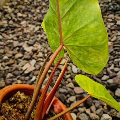 Philodendron Painted Lady Tropical Plants KOKONATPLANT