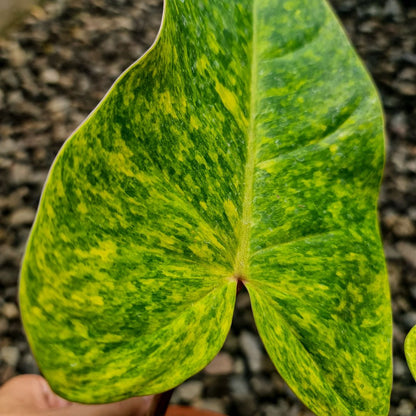 Philodendron Painted Lady Tropical Plants KOKONATPLANT