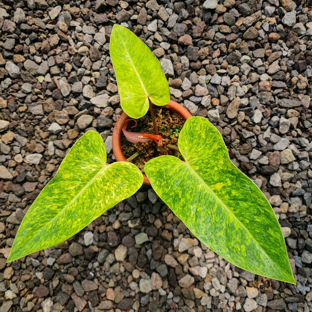 Philodendron Painted Lady Tropical Plants KOKONATPLANT