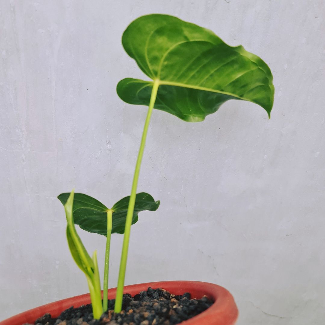 Anthurium King Veitchii Small KOKONATPLANT