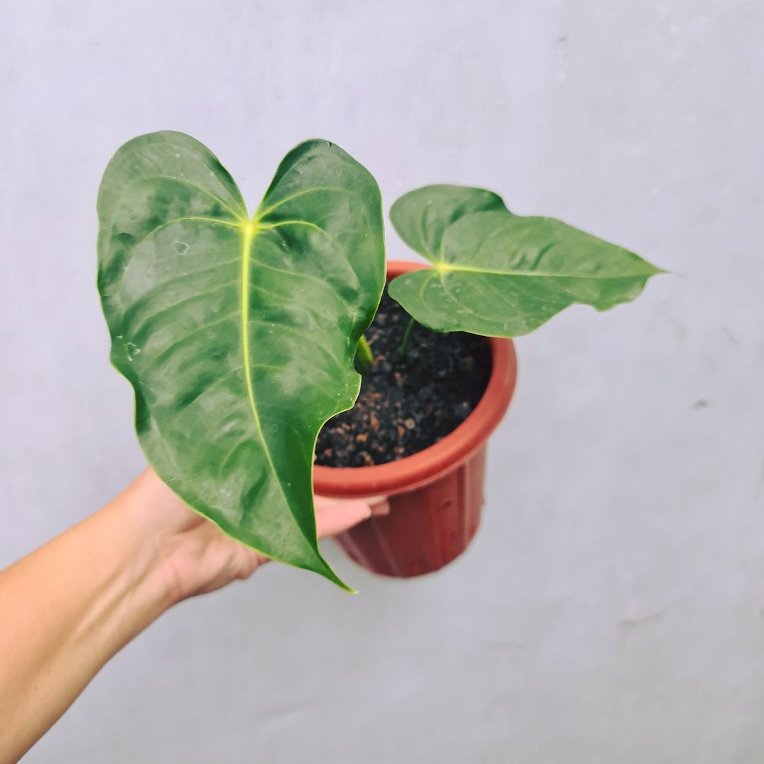 Anthurium King Veitchii Small KOKONATPLANT