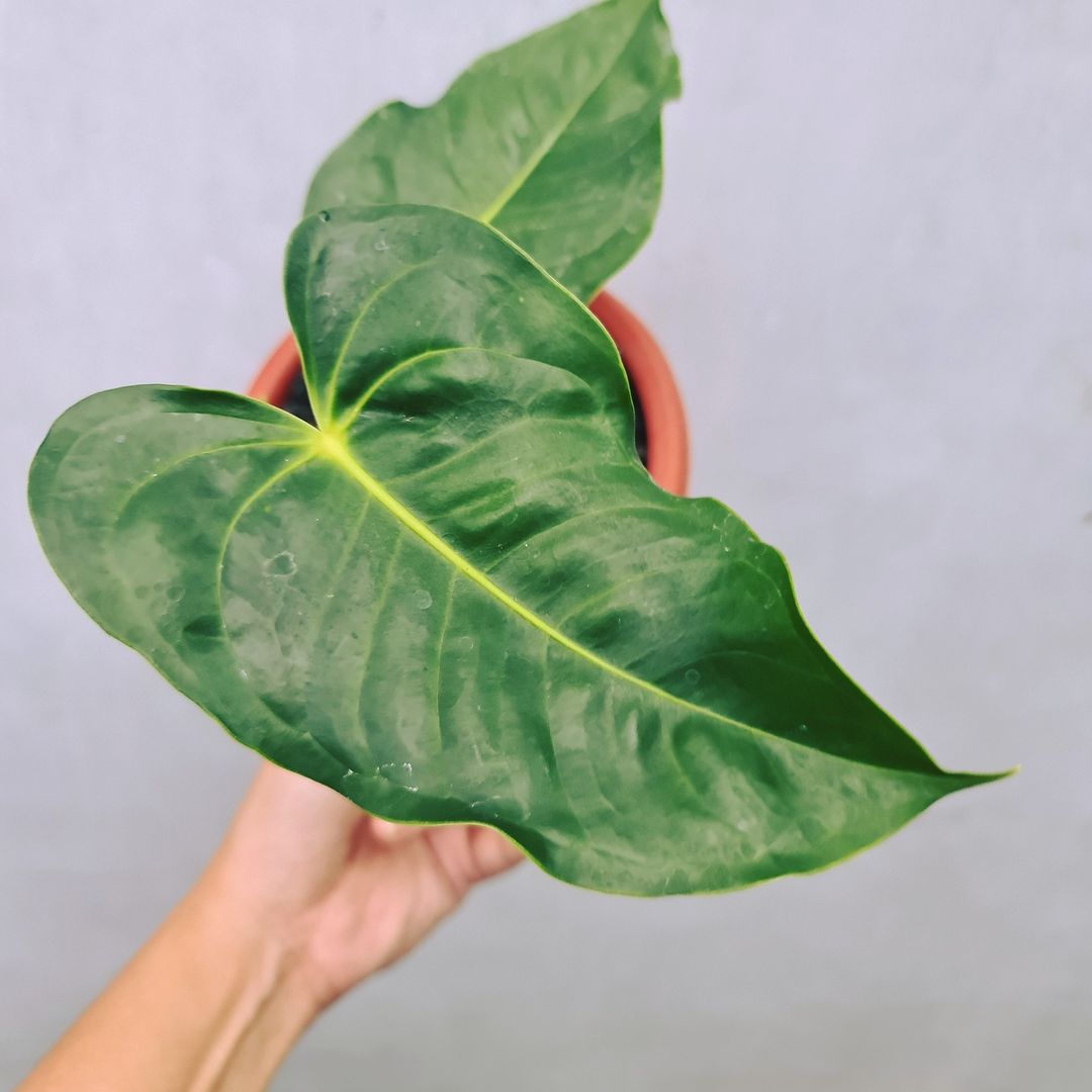 Anthurium King Veitchii Small KOKONATPLANT