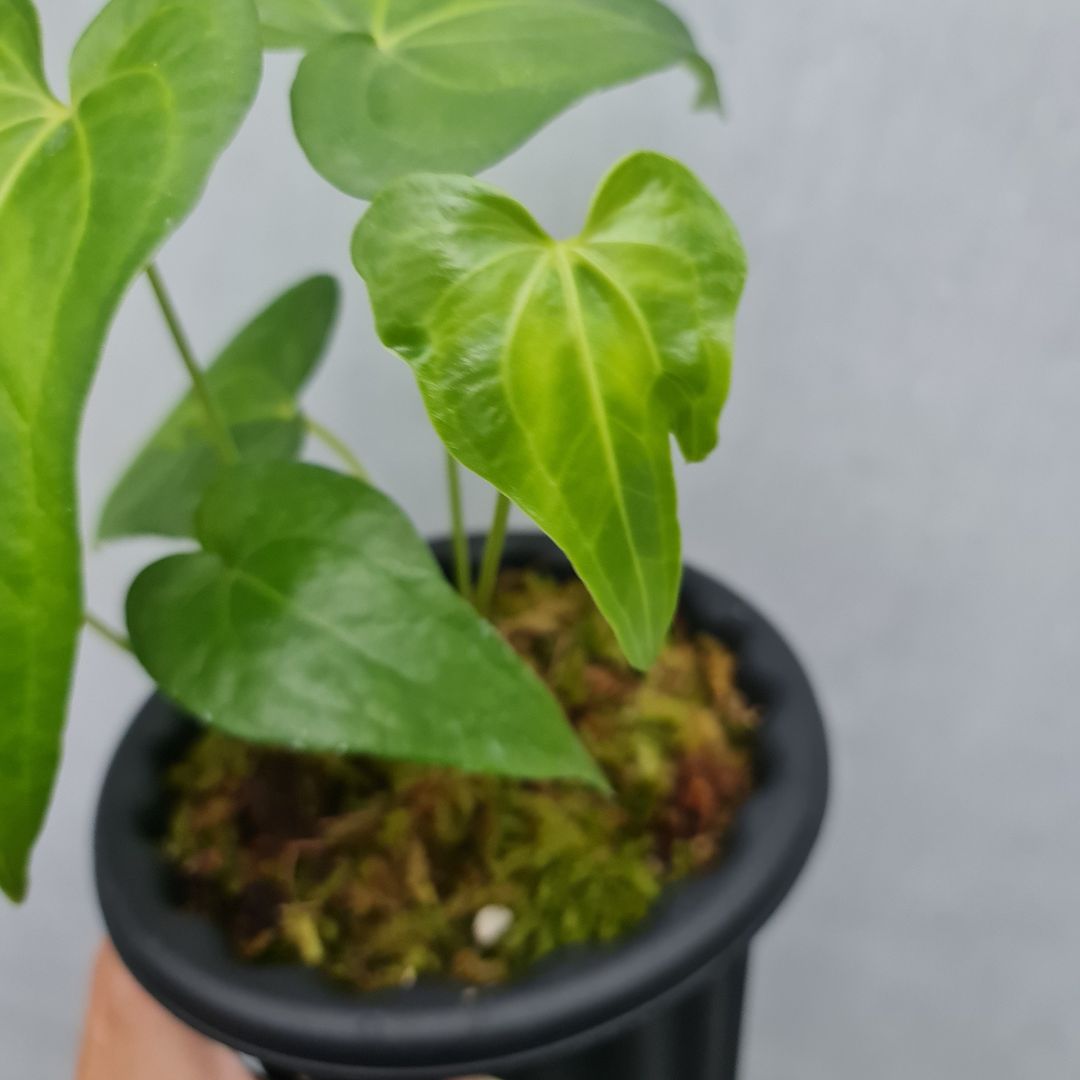 Anthurium Pedatoradiatum X Clarinervium Small KOKONATPLANT