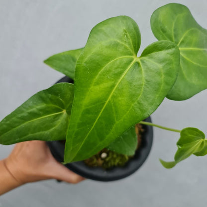 Anthurium Pedatoradiatum X Clarinervium Small KOKONATPLANT