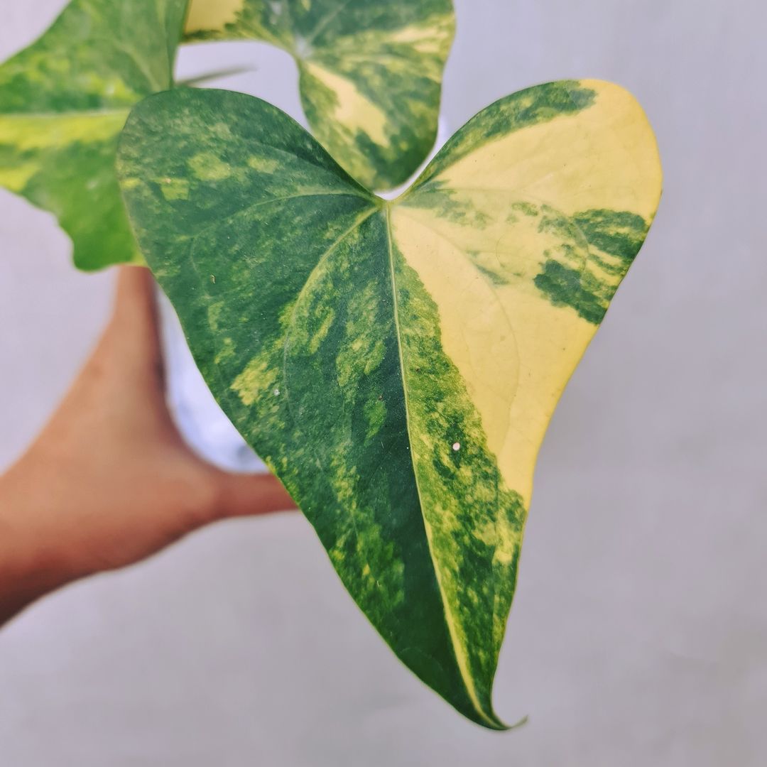 Anthurium Pterodactyl Variegated Tropical Plants KOKONATPLANT