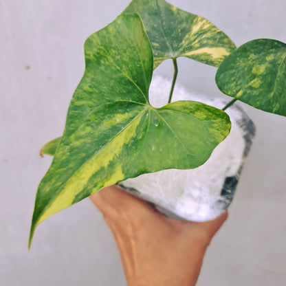 Anthurium Pterodactyl Variegated Tropical Plants KOKONATPLANT