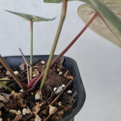 Anthurium Red Crystallinum NSE Tropical Plants KOKONATPLANT