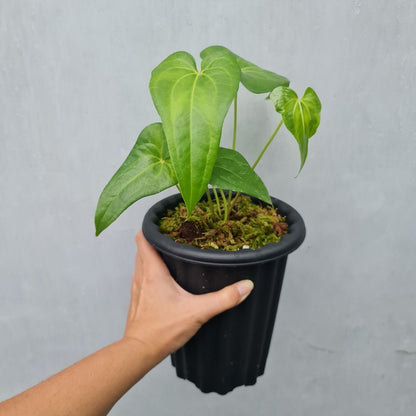 Anthurium Pedatoradiatum X Clarinervium Small KOKONATPLANT