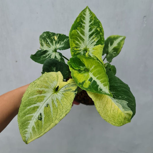 Syngonium Scramble Egg Variegated Tropical Plants KOKONATPLANT