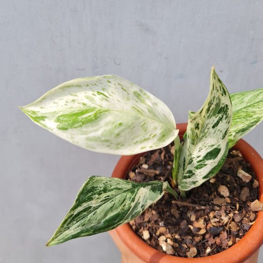 Scindapsus Treubii Marble Variegated Tropical Plants KOKONATPLANT