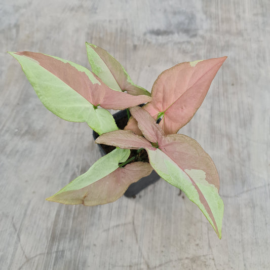 Syngonium Strawberry Milk Variegated Tropical Plants KOKONATPLANT