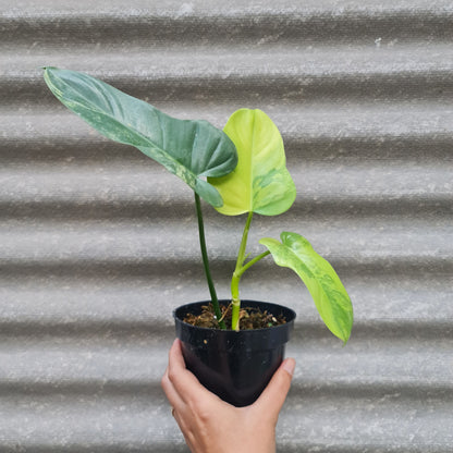 Philodendron Bippenifolium Variegated Tropical Plants KOKONATPLANT