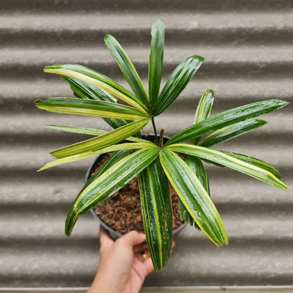 Rhapis Humilis Lady Palm Variegated Tropical Plants KOKONATPLANT