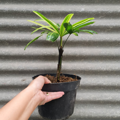 Rhapis Humilis Lady Palm Variegated Tropical Plants KOKONATPLANT