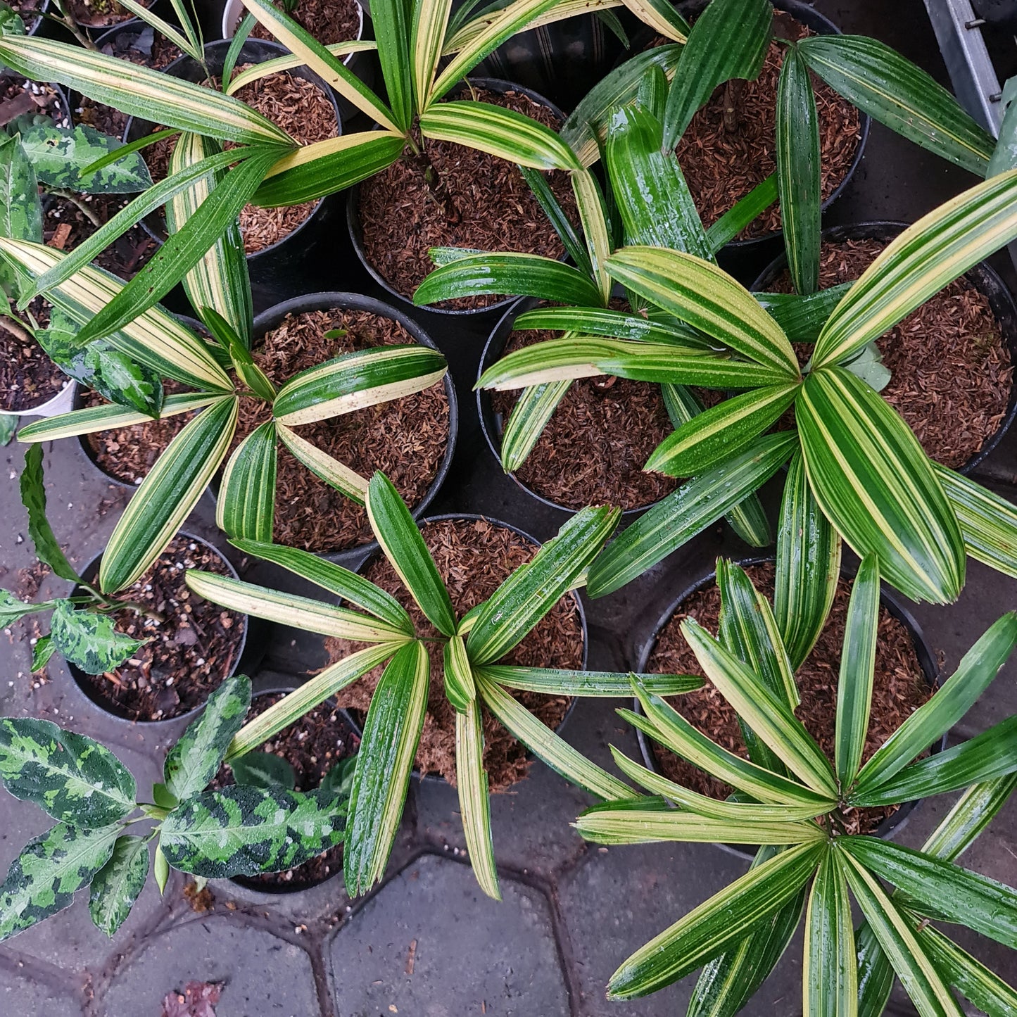 Rhapis Humilis Lady Palm Variegated Tropical Plants KOKONATPLANT