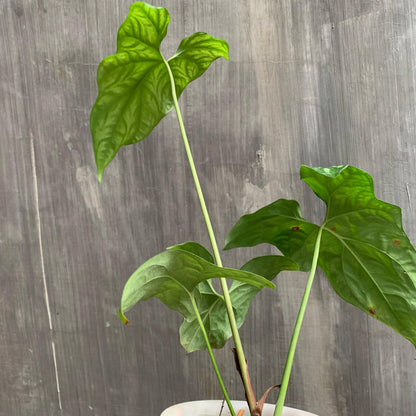 Cercestis Mirabilis Tropical Plants KOKONATPLANT