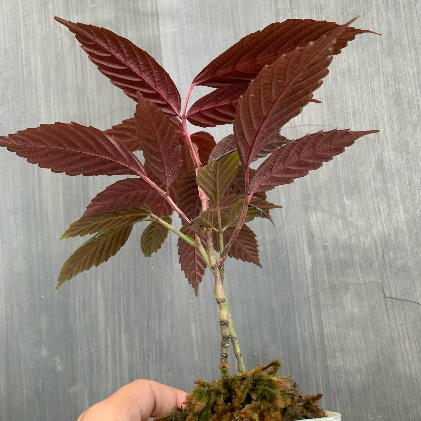 Leea Amabilis Tropical Plants KOKONATPLANT
