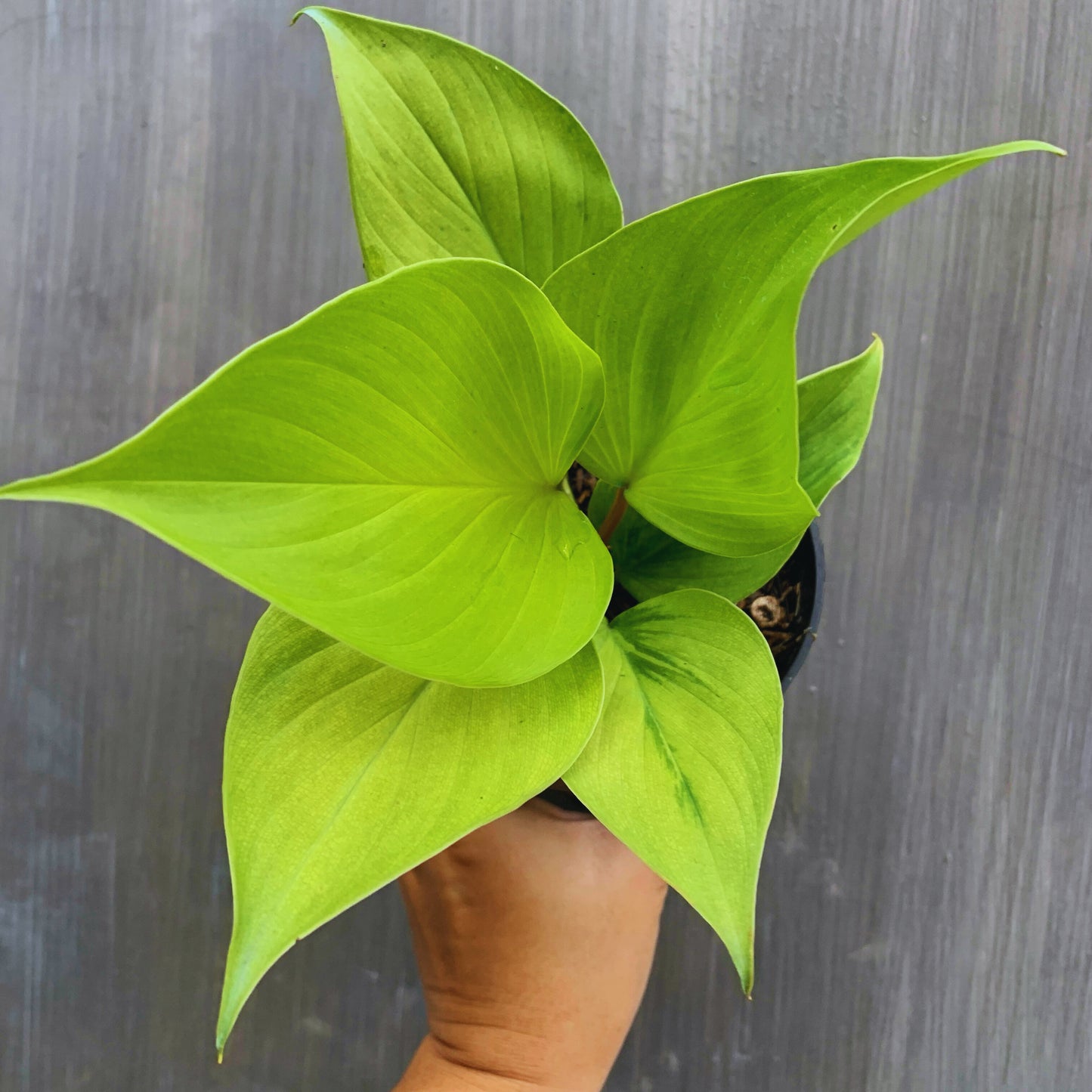 Homalomena Golden Tropical Plants KOKONATPLANT