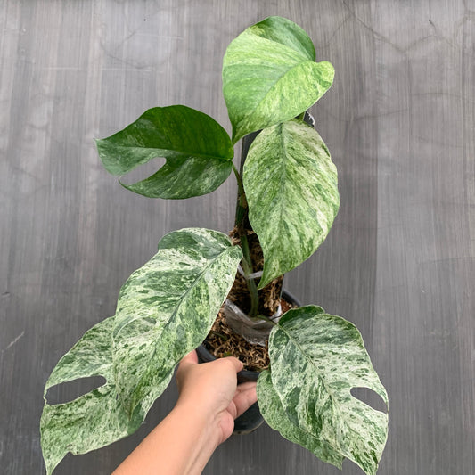 Epipremnum Hanoman Bali Variegated Tropical Plants KOKONATPLANT